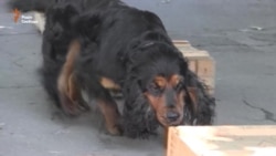 Поліцейські та прикордонні собаки обмінялися досвідом (відео)