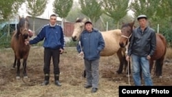 Мургабдагы кыргыз жылкысын өстүргөн фермада