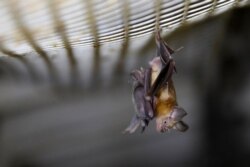 Ийри тумшук жарганат.