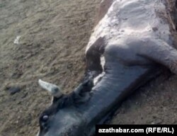 Погибшая от болезни корова. Август 2020 г.