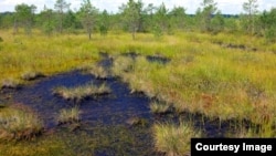 
У Міноборони додали, що особливо важливо зосередити увагу на тих місцях видобутку торфу, де відновлення боліт може безпосередньо сприяти «будівництву Балтійської лінії оборони на східному кордоні». Фото ілюстративне 