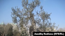 450 yaşlı Avropa zeytunu