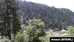 بخش اعظم از کوه‌های ولایت نورستان دارای درخت های انبوه و جنگلات است