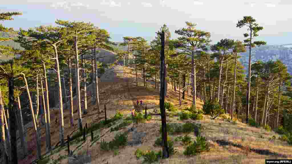 На Балан-Кая від торішньої пожежі постраждало лише декілька сосен