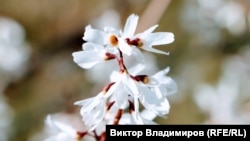 За попередніми прогнозами, пік потепління припаде на четвер-п’ятницю