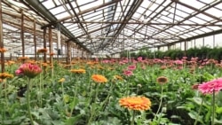 «Քաղում ենք ու թափում»․ ծաղիկ աճեցնողները մեծ վնասներ են կրում