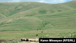Armenia - Sheep grazing on Urtsasar mountains, 22Jun2012.