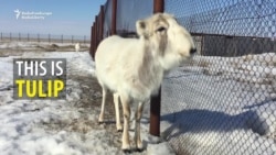 Saving Kazakhstan's Saiga Antelope