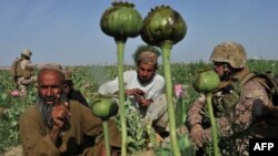 Апийим бышкан кез. Апрель, 2011-жыл. 