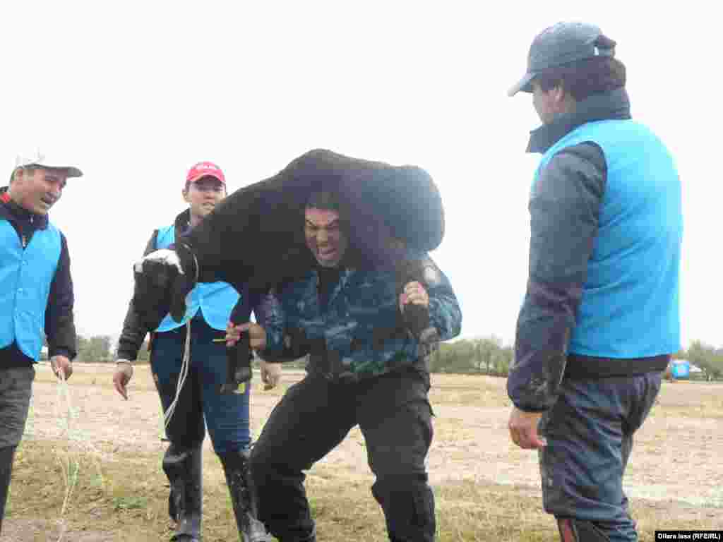 Мужчины соревновались в таком виде спорта тоже: надо поднять на себе живого барана и сделать как можно больше приседаний.&nbsp;