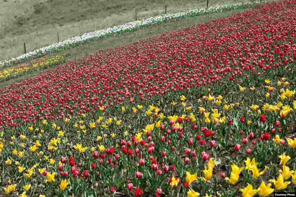 Ала-Тоодо гүлдөгөн Голландия жоогазындары - Казылып алынган уруктар күзгө чейин атайын шарттарда сакталып турат.