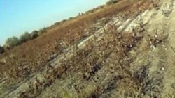 Maryda pagta meýdanlaryny gowaça çöpünden arassalamak işlerine badalga berildi