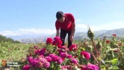 Эпкиндин розалары