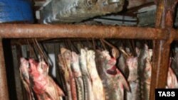 Каспийские осетровые породы рыб на грани исчезновения.