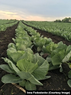 Поле родини на Харківщині