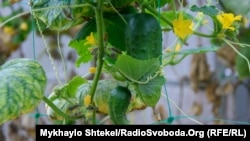 В теплицах выращивают огурцы, перец, капусту, зелень и многое другое