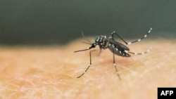 По словам главного санитарного врача Сухума, комары, способные переносить вирус Зика, есть, но они не являются в Абхазии подавляющим видом