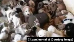 Aşgabadyň etegindäki Çoganlyda zir-zibilleri gaýtadan işleýän zawodyň giňişliginde ýerleşýän angar, 2017 ý.