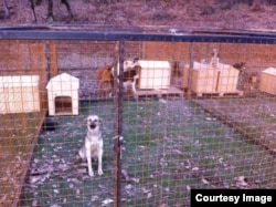 Так выглядит наспех устроенный муниципальный приют для собак