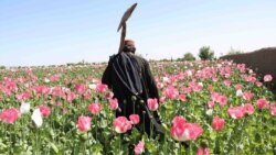 آرشیف، کشتزار کوکنار در افغانستان