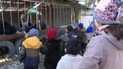 «Страусиные яйца хорошо продаются». Как живет ферма на окраине Бишкека