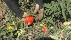 Հայաստանից Ռուսաստան արտահանված լոլիկը դատական քաշքշուկի պատճառ է դարձել