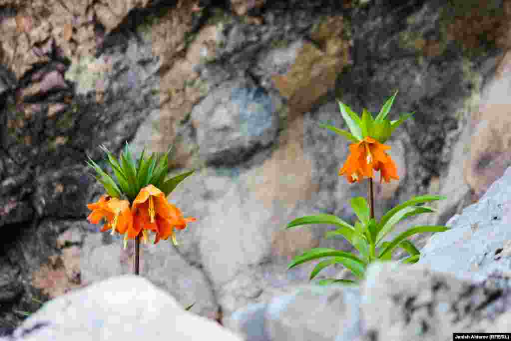 Айгүл гүлү уругунан өсүп чыккандан соң 7-8 жылдан кийин гана гүлүн ачат. Эгерде үзүп алса, гүл өспөй калат.