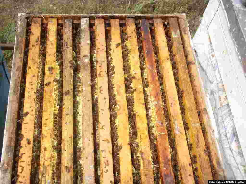 1 бал челекте 10 бал чаптоочу кассета болот