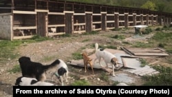 В настоящее время в гагрском приюте «Топа» живут 180 собак, хотя он строился в расчете на 100, поэтому не может вместить всех нуждающихся