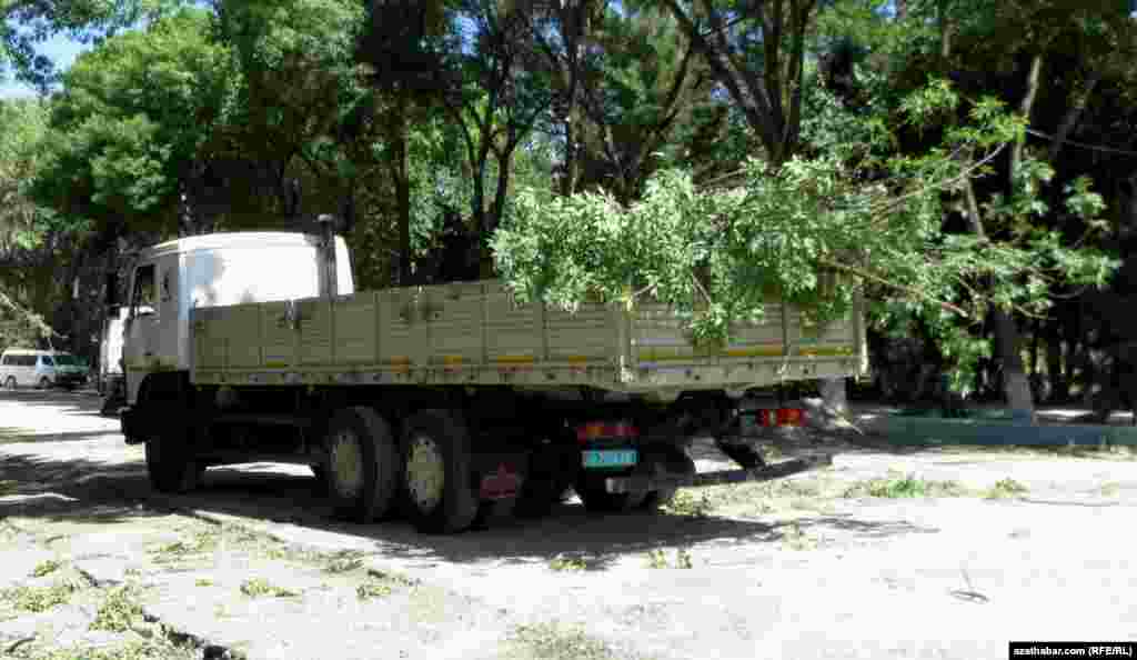 Çapylan agaçlary alyp barýan ýük ulagy.