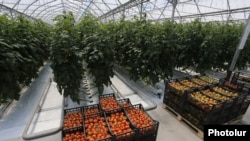 Armenia -- A commercial greenhouse belonging to the Spayka company, April 19, 2017.