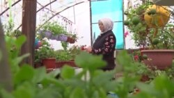 Гүл өстүрүүдөн баар тапкан Уулжан