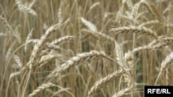 Быйыл буудай болуп көрбөгөндөй жыйналаары айтылууда