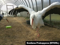 Летающие аисты до холодов закрыты в теплице