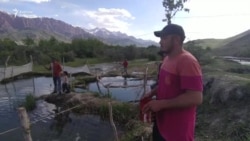 Чоң-Алайда балык баккан ишкер