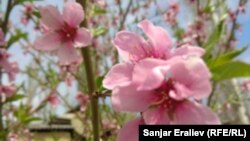 Шабдалы гүлү. Чүй өрөөнү.