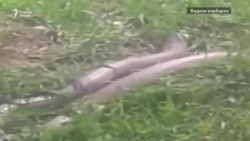 Сабти мори азимҷусса дар Ҳисор ва даъвати донишмандон ба эҳтиёт