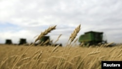 Пшеница и мука в Таджикистан поступает, в основном, из Казахстана