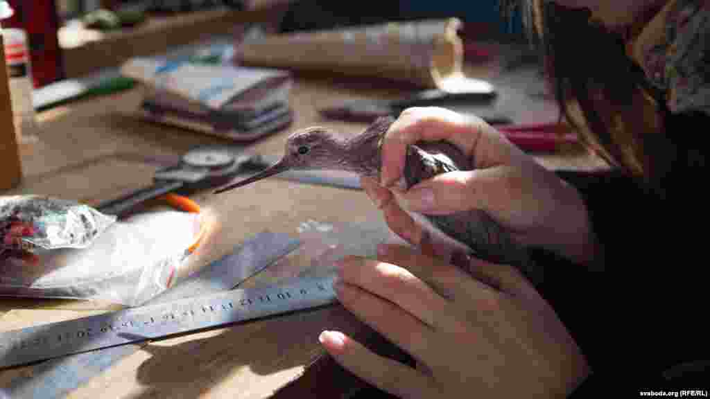 Навукоўцы абмяраюць злоўленага куліка-марадунку