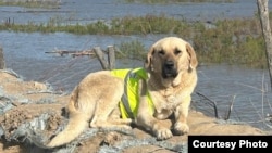 Собака по имени Пшөн, помогавшая во время наводнения