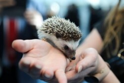 Жывы вожык на прэзэнтацыі Спайкі ў Менску