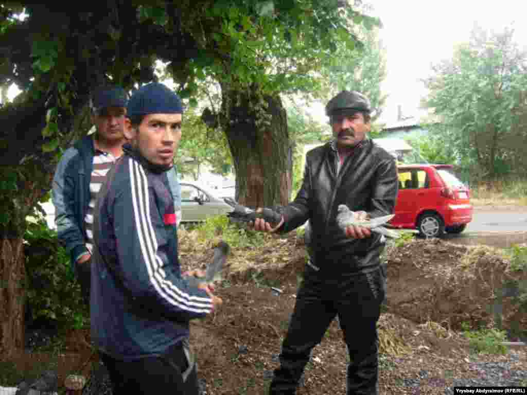 Сатуучулардын айтымында көгүчкөндөр Орусиядан, Өзбекстандан, Ош менен Базар-Коргондон алынып келинип, кээде 150-200 долларга да бааланат. Айрымдар аларды кооздук-көркөмдүк үчүн, кээ бирлери хобби үчүн багып, сатат.