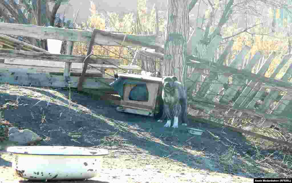 Завод жайгашкан аймакта азыр 35 түтүн эл жашайт.