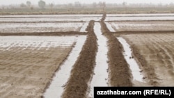 Посевные поля в Лебапском велаяте Туркменистана