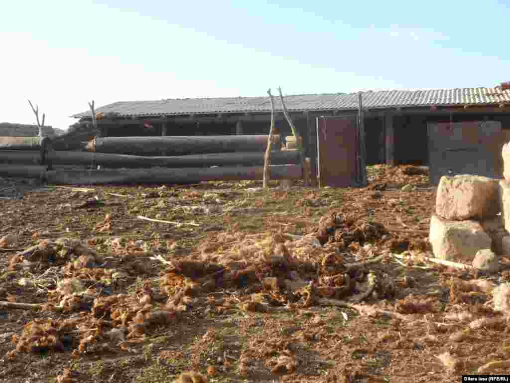 Пастухи говорят, что стригут овец два раза в год. Чабаны жалуются, что сейчас никто не занимается приемом шерсти, поэтому шерсть приходится выбрасывать.
