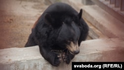 Мядзьведзь