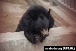 Мядзьведзь у гарадзенскім заапарку, архіўнае фота