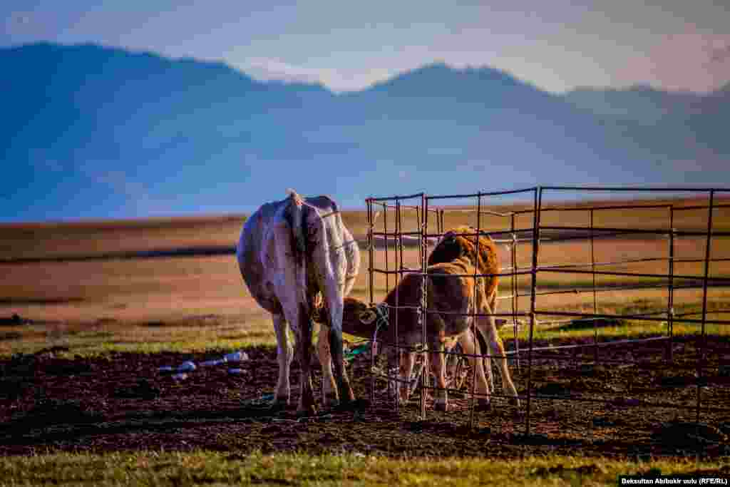 Амалкөй уй.&nbsp;