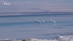 Көл бетинде ак куу көбөйдү