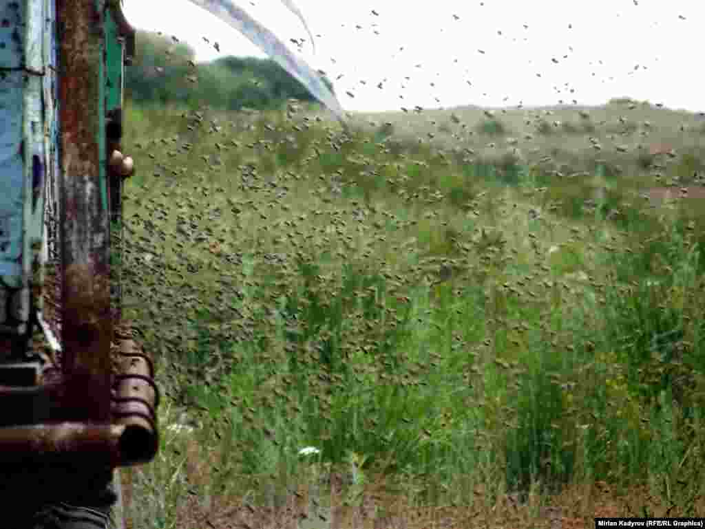 Аарылардын ачуусуна тийбеш керек. Алардан качып, же бир нерсе менен чаап чочутса адамды чаккандан кайра тартпайт.